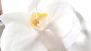 Blume